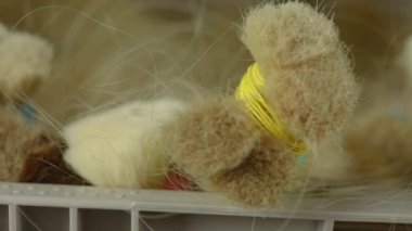 Peruk üretimi için saç telleri. Kadınlar için sarı saçlar, peruk üretimi için preform.