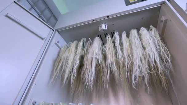 Doğal saçtan saç eklentisi üretimi, kadın saçı üretimi. — Stok video