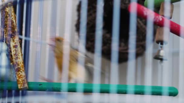 Gorriones enjaulados, pájaro en una jaula, pájaro divertido en una jaula — Vídeos de Stock