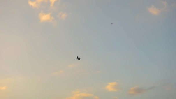 Onbemande luchtvaartuigen die in de lucht vliegen tegen de achtergrond van een gouden zonsondergang — Stockvideo