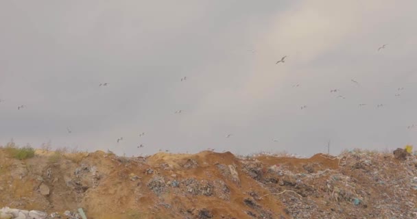 Zeemeeuwen eten op een stortplaats. Vuilnisvogels. Stortvogels vliegen eroverheen — Stockvideo