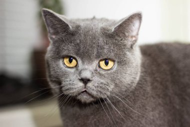 Çok güzel İngiliz kedi yalan yere ve evde istirahat.