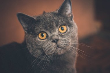 Çok güzel İngiliz kedi yalan yere ve evde istirahat.