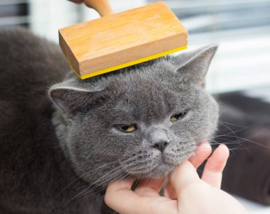 beyaz kadın penye İngiliz kedi