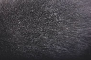 Gri yün doku arka plan, gri doğal koyun yünü, doku koyu kabarık kürk, siyah beyaz nappy uzun yün ceket, karanlık halı gri Polar makro Pamuk yün