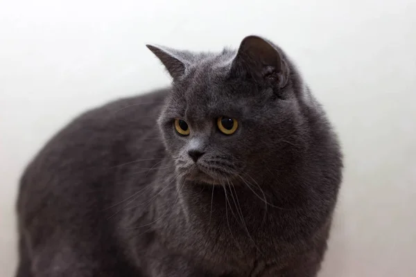 Πορτρέτο του γκρι Βρεταννόs στενογραφία γάτα με μεγάλο ευρύ πρόσωπο σε απομονωμένες μαύρο φόντο, — Φωτογραφία Αρχείου