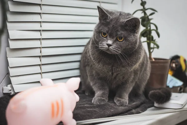 Closeup έκπληκτος Maine Coon γάτα — Φωτογραφία Αρχείου