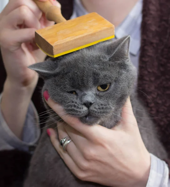 beyaz kadın penye İngiliz kedi