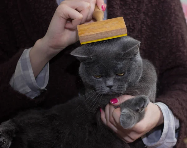 beyaz kadın penye İngiliz kedi