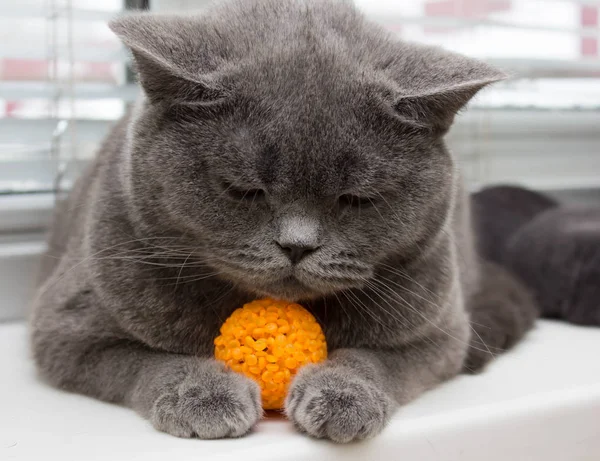 Tabby gato brincando com bola — Fotografia de Stock