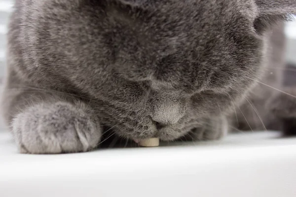 kedi tablet vitamini