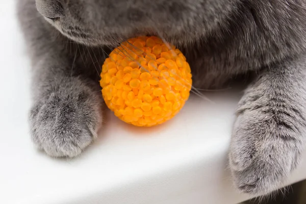 Topla oynamayı tekir kedi