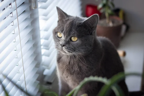 Γκρι βρετανική γάτα που βρίσκεται κοντά στο παράθυρο — Φωτογραφία Αρχείου