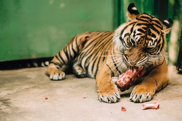 Bengal tiger caught behind bars in a cage eating raw meat on a green back background — Stock Photo, Image