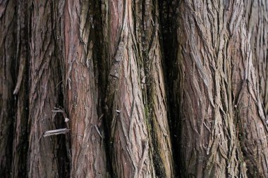 Ormandaki ağaç kabuğunun ayrıntıları