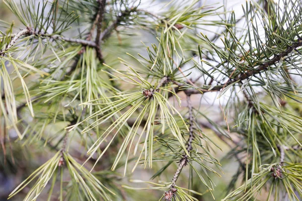 Fir Needles Winter — Stock Photo, Image