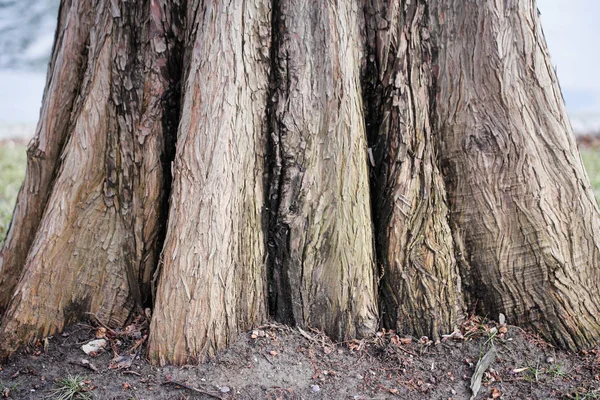 Detail Einer Baumrinde Wald — Stockfoto