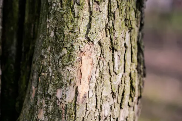 Detalhe Uma Casca Árvore Uma Floresta — Fotografia de Stock