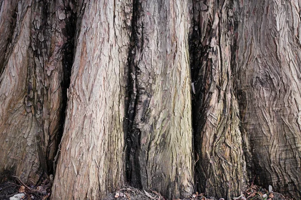 Detail Tree Bark Forest — Stock Photo, Image