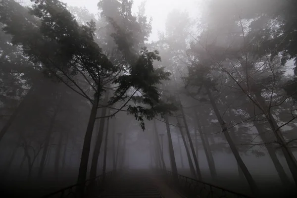 Heavy Fog Dawn Park — Stock Photo, Image