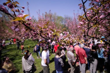 Japon bahçesindeki kiraz ağacı çiçeklerine yakın plan.