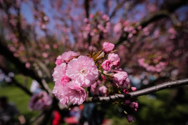Квіти Вишневого Дерева Японському Саду — стокове фото