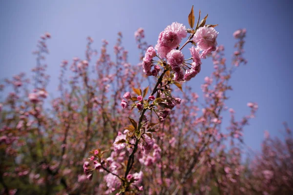 Close Van Kersenboom Bloemen Een Japanse Tuin — Stockfoto