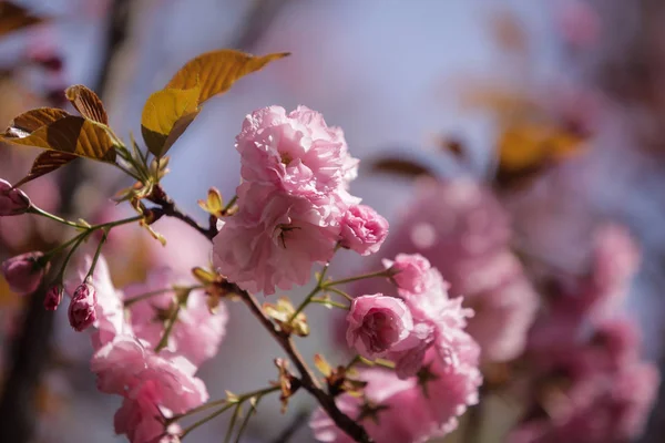 Close Van Kersenboom Bloemen Een Japanse Tuin — Stockfoto