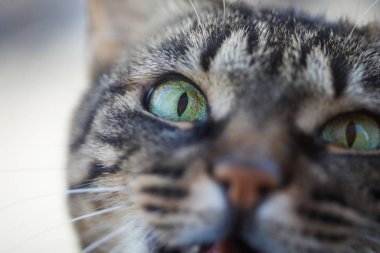 Macro image with the eye of a domestic european shorthair cat clipart