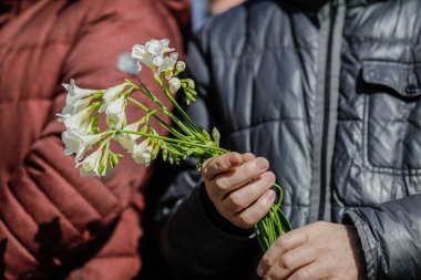 Yüzeyin sığ derinliği (seçici odak) görüntüsü güneşli bir bahar gününde frezya tutan bir adamın elleri ile.