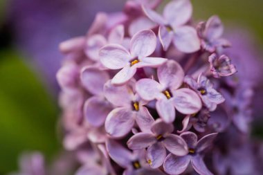 Sığ alan derinliği (seçici odak) ve mor leylak çiçekli makro resim.