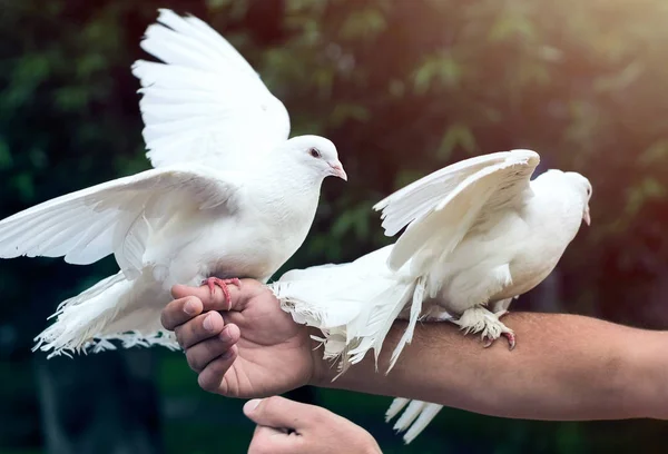 Two white doves on mans hand — Stock Photo, Image