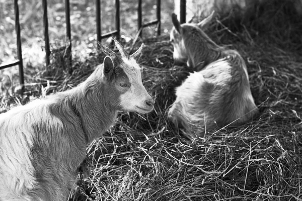 Duas cabras sentadas em hey em preto e branco — Fotografia de Stock