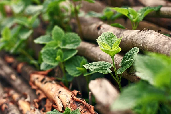 Wild mint growing through hazel sticks — Stock Photo, Image