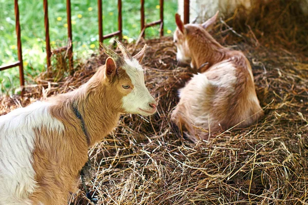 Goats sitting on hey Royalty Free Stock Photos