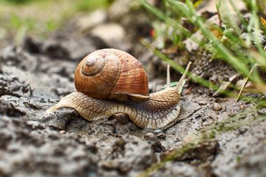 Smail seyahat iyimser.