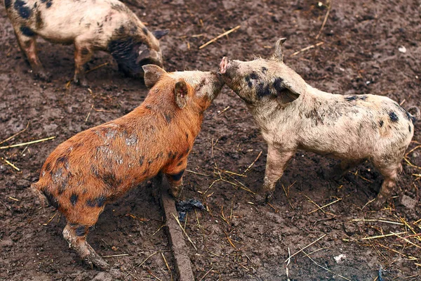 Cute dirty piglets on the farm — Stock Photo, Image