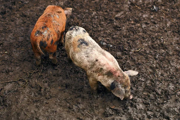 Şirin pis domuz yavruları çiftlik — Stok fotoğraf