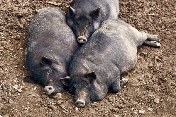 Fat pigs relaxing on the farm