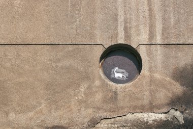 Penceresinde kentsel dino