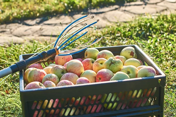 新鮮な収穫箱とフルーツのピッキング ツールでリンゴ — ストック写真