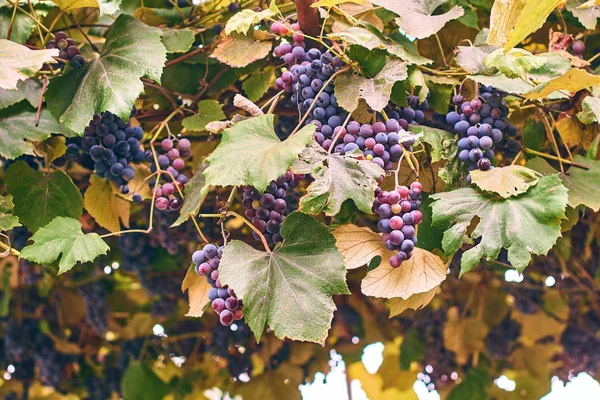 Uvas na vinha do Outono — Fotografia de Stock