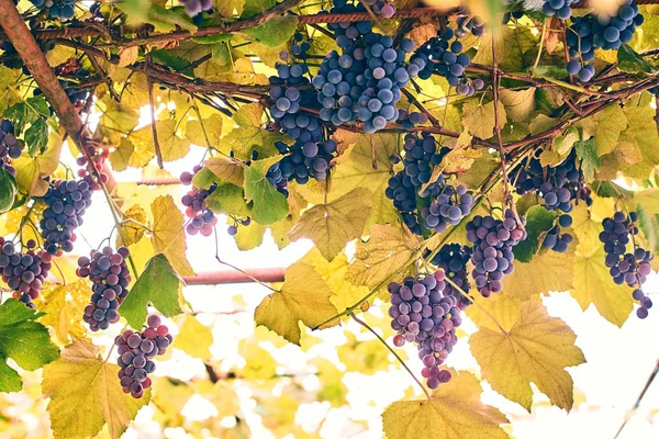 Grapes in the autumn vineyard — Stock Photo, Image