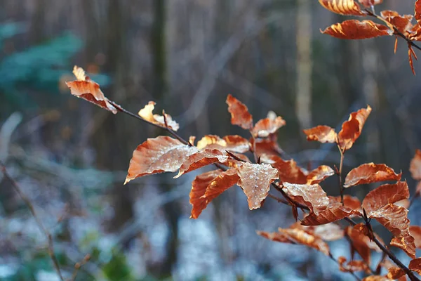 Kırmızı donmuş kayın kış ormanda yapraklar — Stok fotoğraf