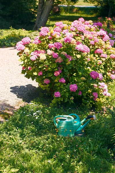 Schön blühender rosa Hortensienbusch — Stockfoto