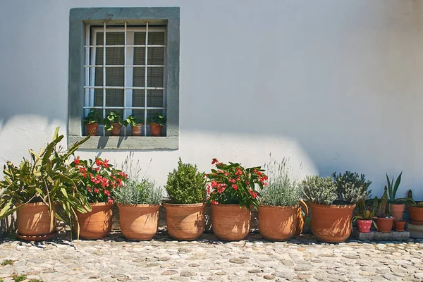 Keramiktöpfe mit dekorativen Pflanzen stehen an der Wand — Stockfoto