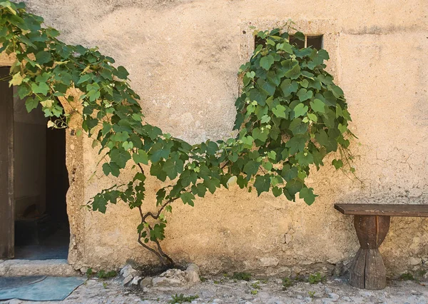 Grape vine on the old wall