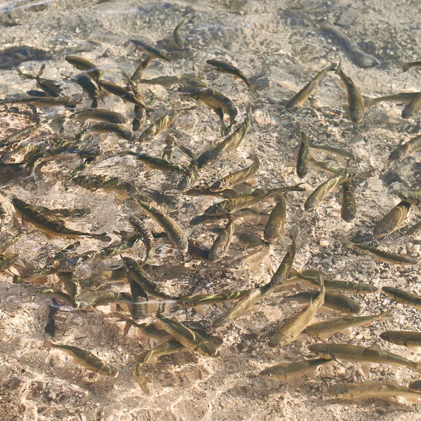 Viele europäische Döbelfische im transparenten Wasser eines Bergsees — Stockfoto