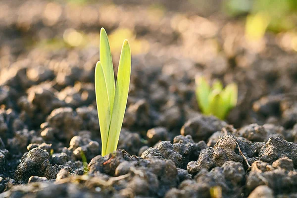 Taze ışık yeşil Filiz yere bahar flowerbed üzerinde büyüyen