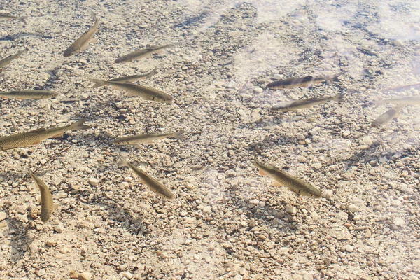 Lots of European chub fish in transparent water of a mountain lake — Stock Photo, Image